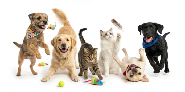 Perros y gatos jugando con juguetes divirtiéndose
