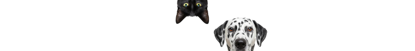 GATO NEGRO Y DÁLMATA